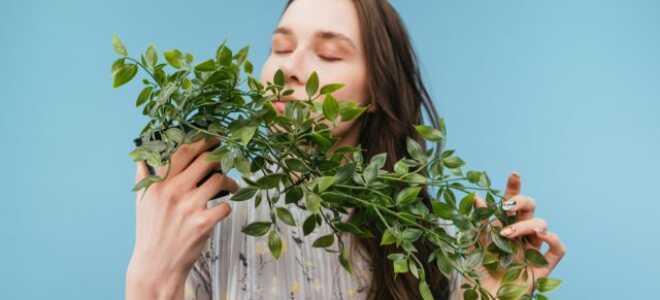 Какие растения очищают воздух в нашем доме? Разбиваем самый популярный миф