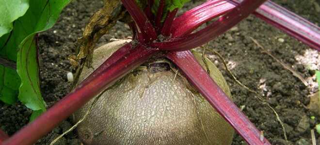 Выращивание свеклы