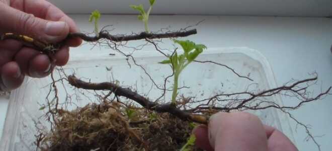 Размножение малины отпрысками и корневыми черенками