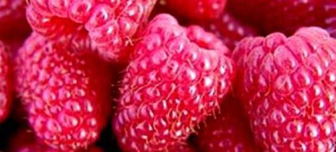 Ремонтантная малина Полька: описание сорта, фото, характеристики, достоинства и недостатки, особенности посадки и ухода, отзывы