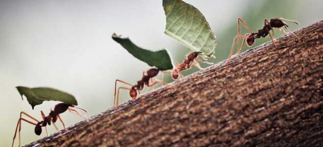 Признанные способы борьбы с муравьями — золотая медаль за качество и инновации
