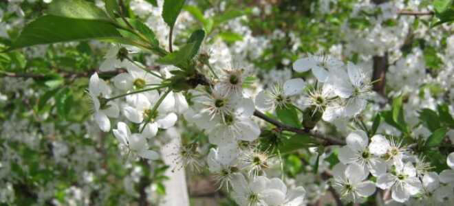 Вишня цветет, но не плодоносит: почему не завязывается, что делать