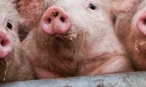 Как сделать кормушки для свиней своими руками: советы по изготовлению бункерной, автоматической, из дерева или газового баллона и прочих материалов, фото самодельных корыт + примеры чертежей