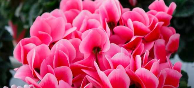 Цикламен — уход в домашних условиях