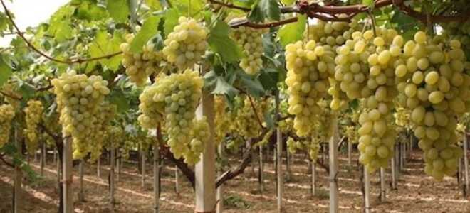 Как прививают виноград правильно на старый куст и другие способы