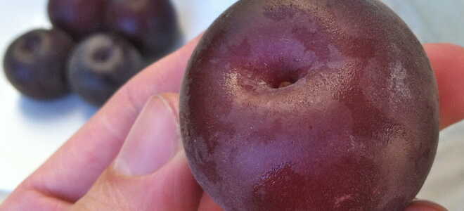 Сорта черного абрикоса: посадка и уход, описание, отзывы