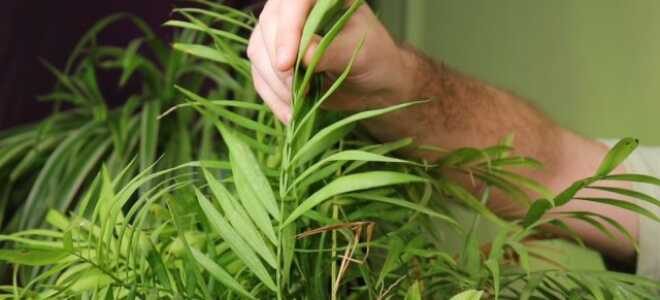 Хамедорея — как ухаживать, пересаживать и спасти, если болеет?