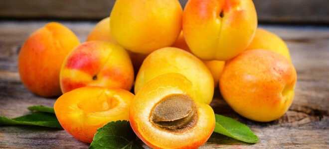 Подвой для абрикоса, в том числе карликовый и полукарликовый