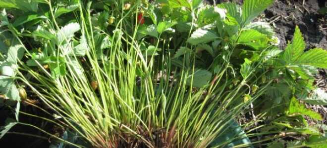 Размножение земляники — 3 способа