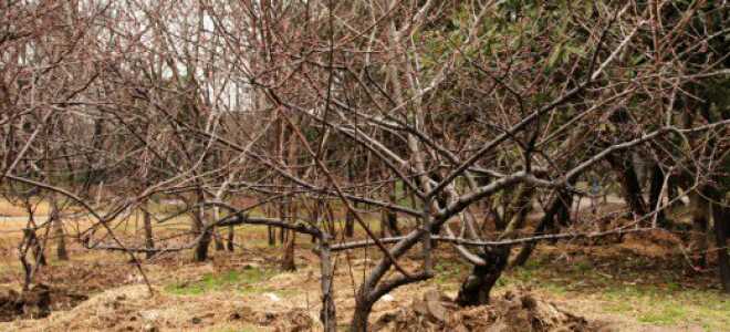 Подготовка вишни к зиме