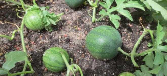 Как прищипывать арбузы