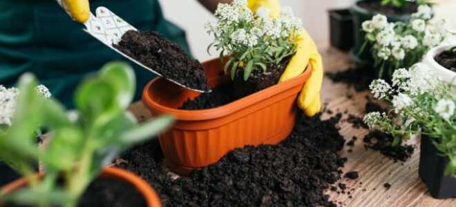 Грунт — как применять повторно и опасно ли это?