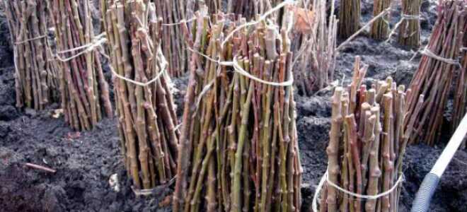 Посадка черенков