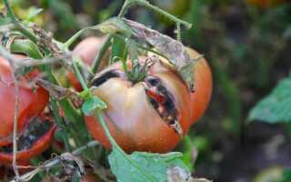 Главная опасность августа — грибные болезни овощей