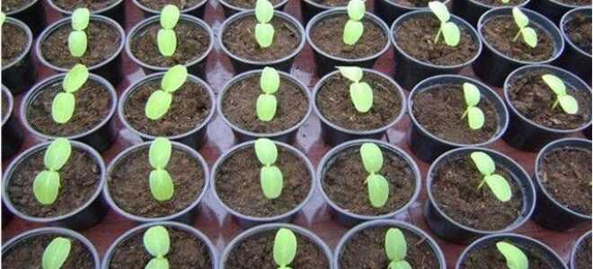 Растим рассаду огурцов