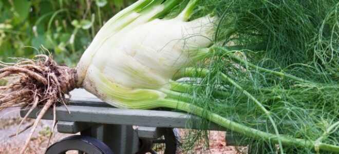 Фенхель обыкновенный — чем ценна культура и как её выращивать?