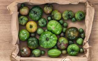 Ещё больше спелых помидоров: ускоряем созревание и правильно дозариваем