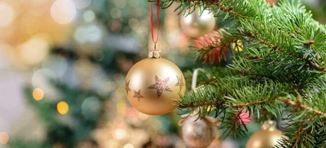 Как ухаживать за новогодней елью дома