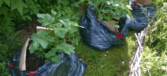 Компост в мешках для мусора: инструкция по приготовлению, мнения экспертов и отзывы