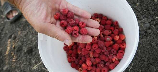 Почему малина крошится и рассыпается