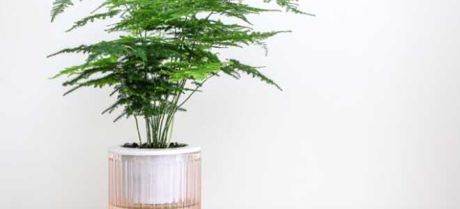10 комнатных растений наших бабушек, которые популярны сейчас