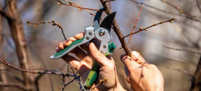 Как не лишить себя урожая при обрезке плодовых деревьев