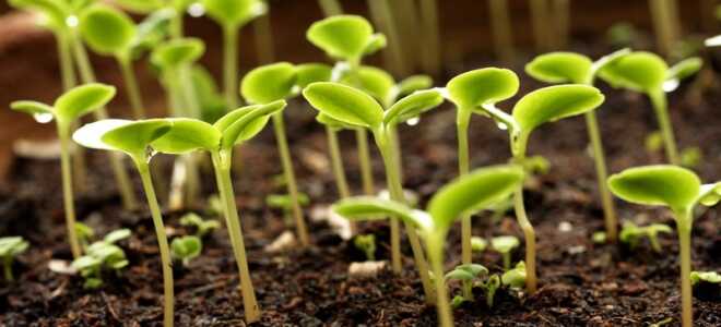 Как проверить семена на всхожесть