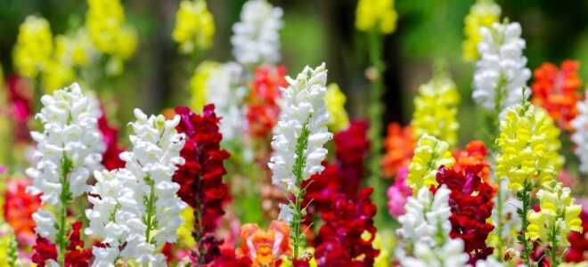 Какие однолетние цветы сажают в феврале