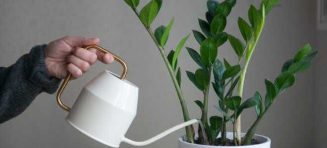 12 тенелюбивых растений, которые точно украсят вашу квартиру