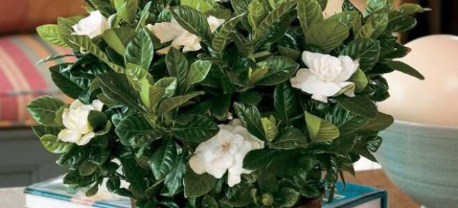 Самые ароматные комнатные растения — цитрусовые, жасмины и гардении