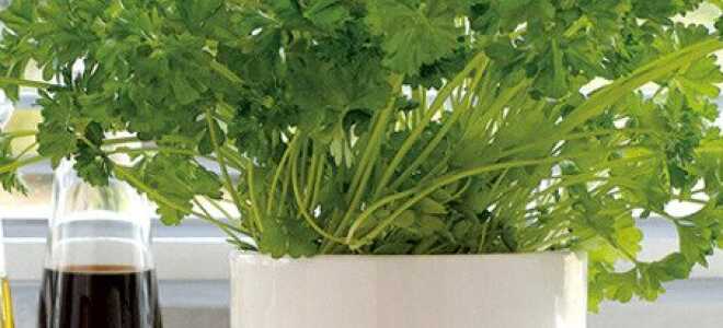 Выращивание петрушки в теплице зимой