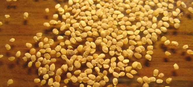 Подготовка семян томатов к посадке, в том числе основные этапы проведения, а также как ее ускорить