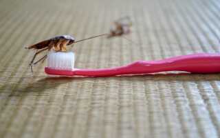 5 главных ошибок при борьбе с тараканами