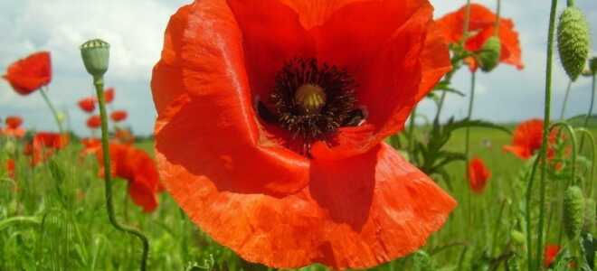 Самые неприхотливые садовые растения