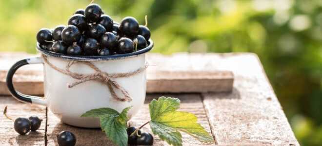 Гигантские ягоды черной смородины — 10 самых крупноплодных сортов