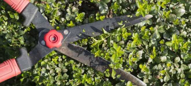Как восстановить старые и ржавые садовые ножницы, кусторезы и секаторы