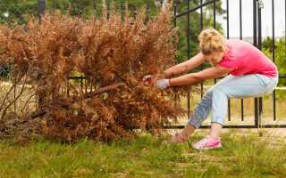 Как правильно выкопать дерево или кустарник — пошаговая инструкция