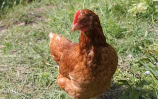 Как обустроить курятник из того, что есть под рукой: личный опыт