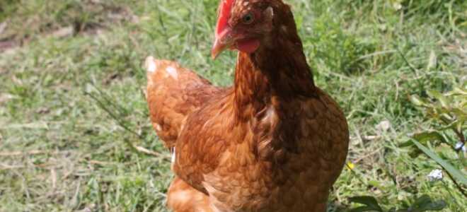 Как обустроить курятник из того, что есть под рукой: личный опыт