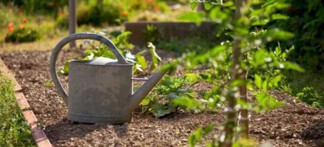 Байкал ЭМ-1 — что это и как его применять?