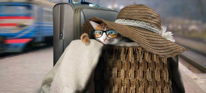 Важные правила транспортировки домашних животных — личный опыт