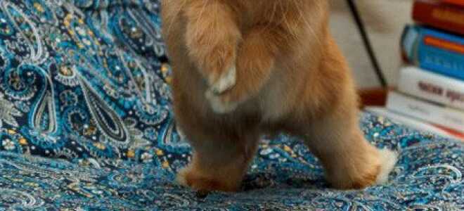 Спаривание (случка) и размножение кроликов