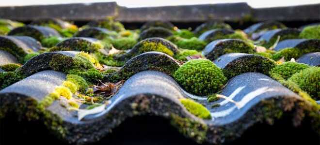 Как не дать мху уничтожить ваш участок — эффективные способы борьбы