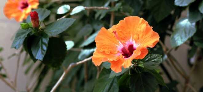 Комнатные растения для начинающих: инструкция по выбору растения