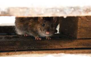 Способы защиты дачи от мышей на зиму