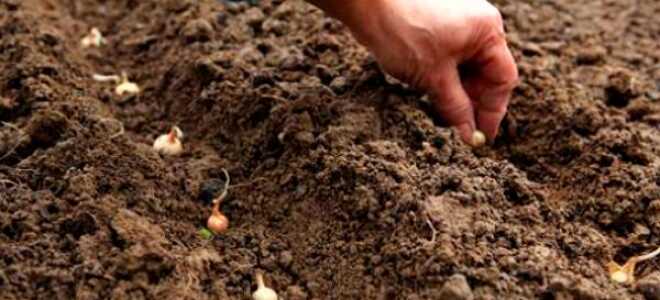 Благоприятные дни для посадки лука в 2017 году по лунному календарю