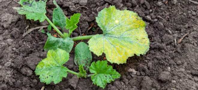 Почему гибнет рассада? Определяем нехватку элементов по листу