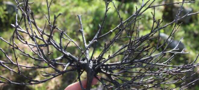 Дар полезной мутации или проклятие болезни: всё о ведьминой метле