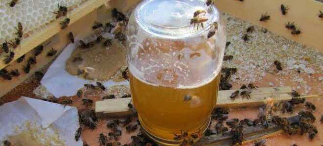 Подкормка пчел сахарным сиропом зимой и летом: пропорции