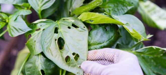 Защита растений от вредителей без последствий — особенности органических инсектицидов